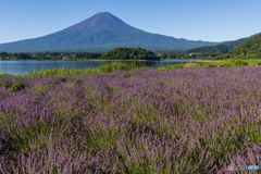 ラベンダーと富士山