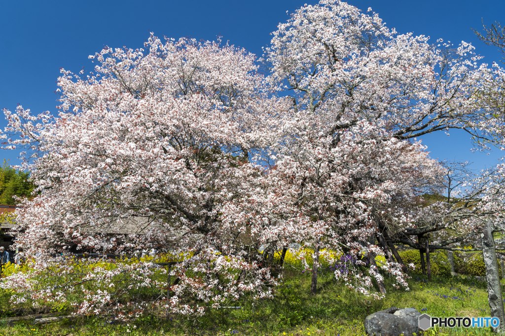 狩宿の下馬桜