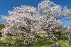 狩宿の下馬桜