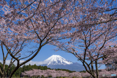 満開桜と富士山１