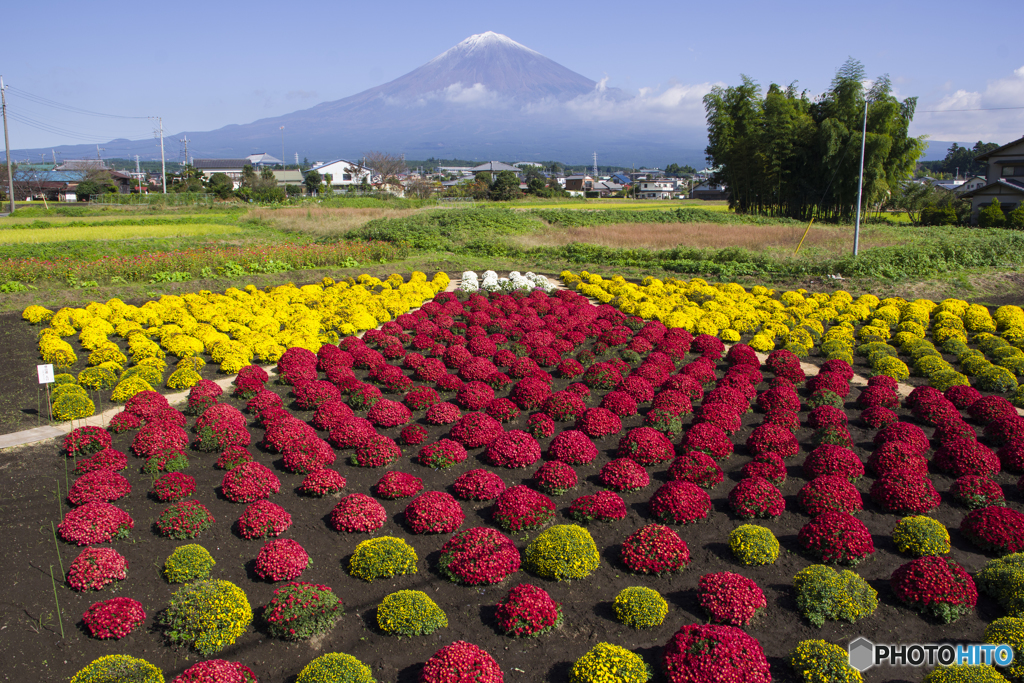 ザル菊（紅富士）と富士山（本物）