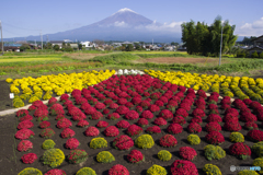 ザル菊（紅富士）と富士山（本物）