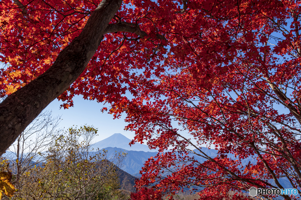 ハマイバの紅葉