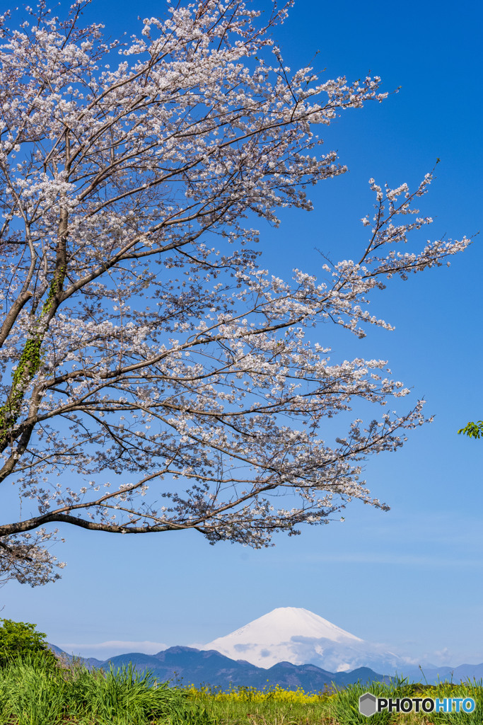 桜咲く