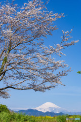 桜咲く