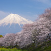 龍厳淵の桜