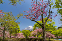 八重桜咲く風景２