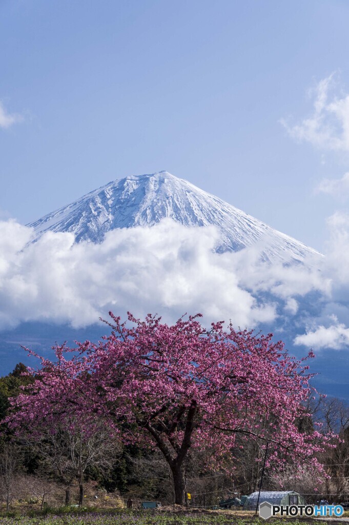 一本桜と富士山