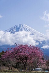 一本桜と富士山