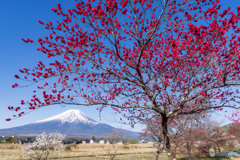 忍野の花桃