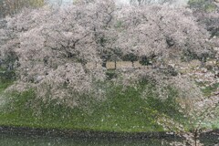 雪と桜２