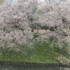 雪と桜２