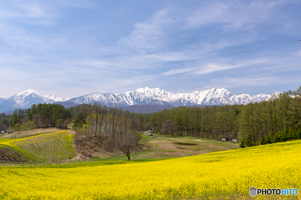 高原の菜の花畑