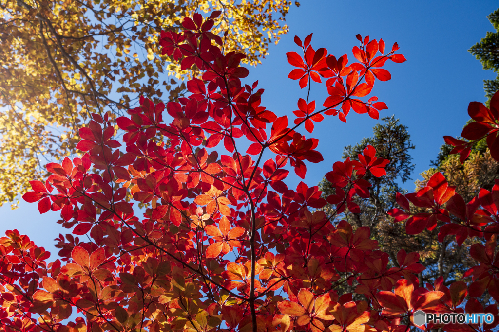 白駒池の紅葉２