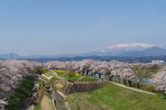 船岡一目千本桜③