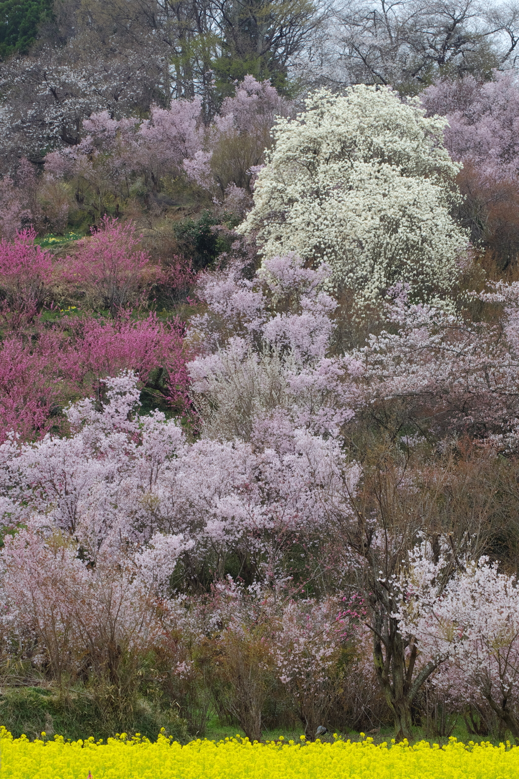 花見山の風景②