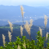 鳥兜山山頂（追加）