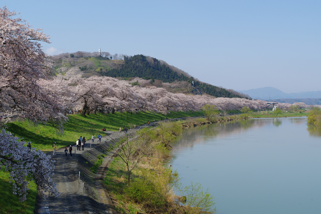 船岡一目千本桜①