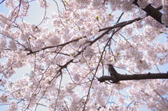 桜とヒヨドリ