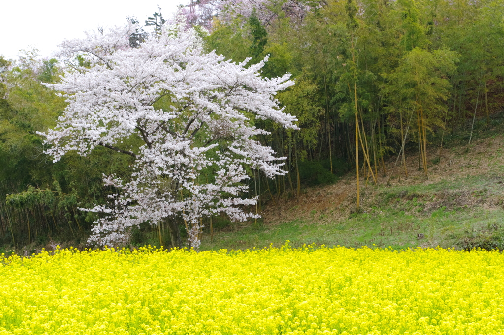 菜の花と桜