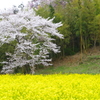 菜の花と桜