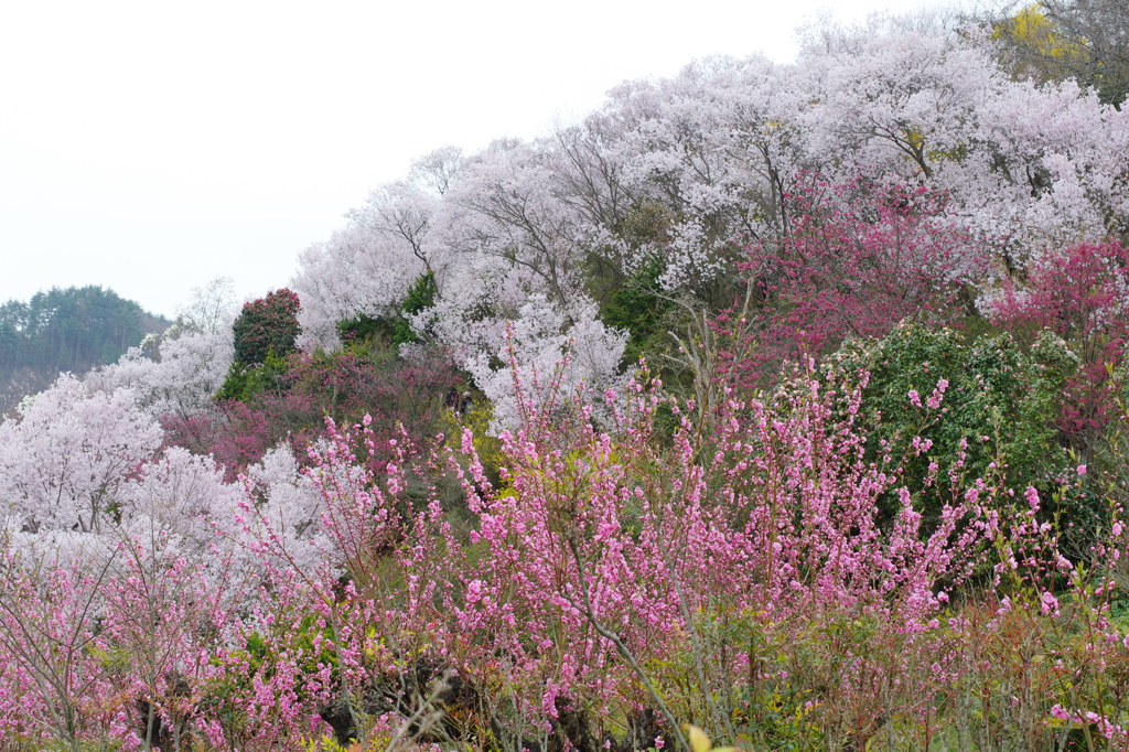 花見山の風景③