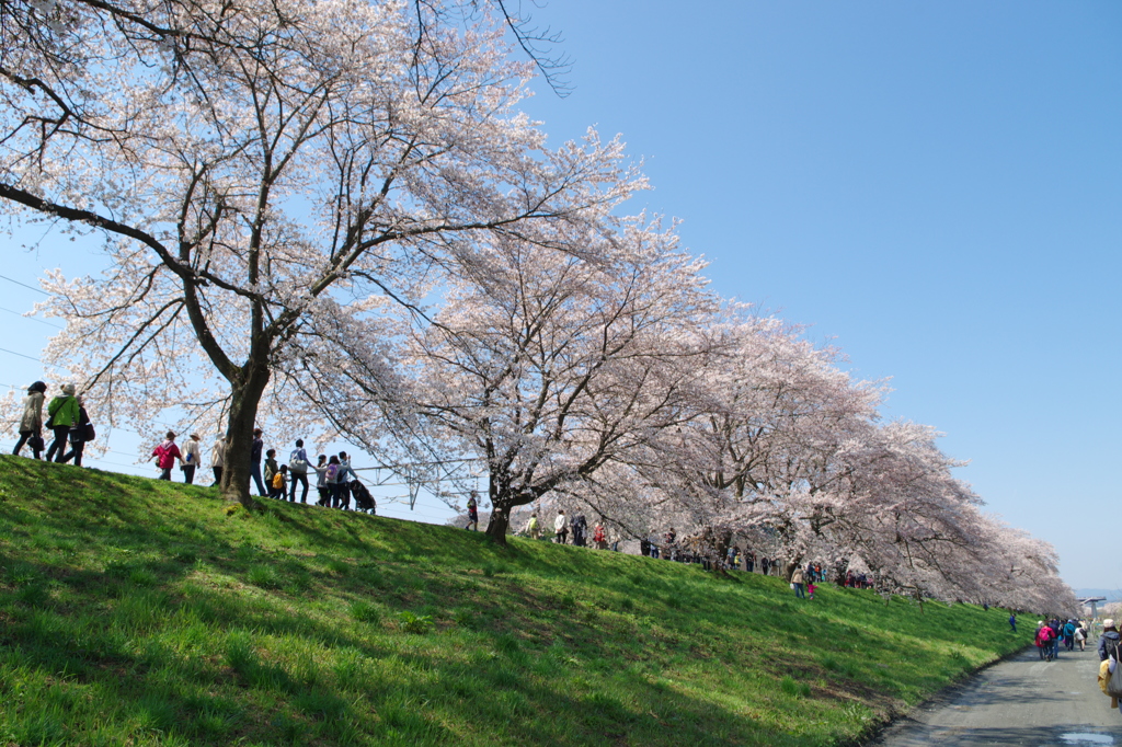 船岡一目千本桜④