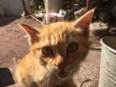 迷い猫