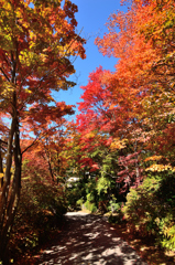 紅葉
