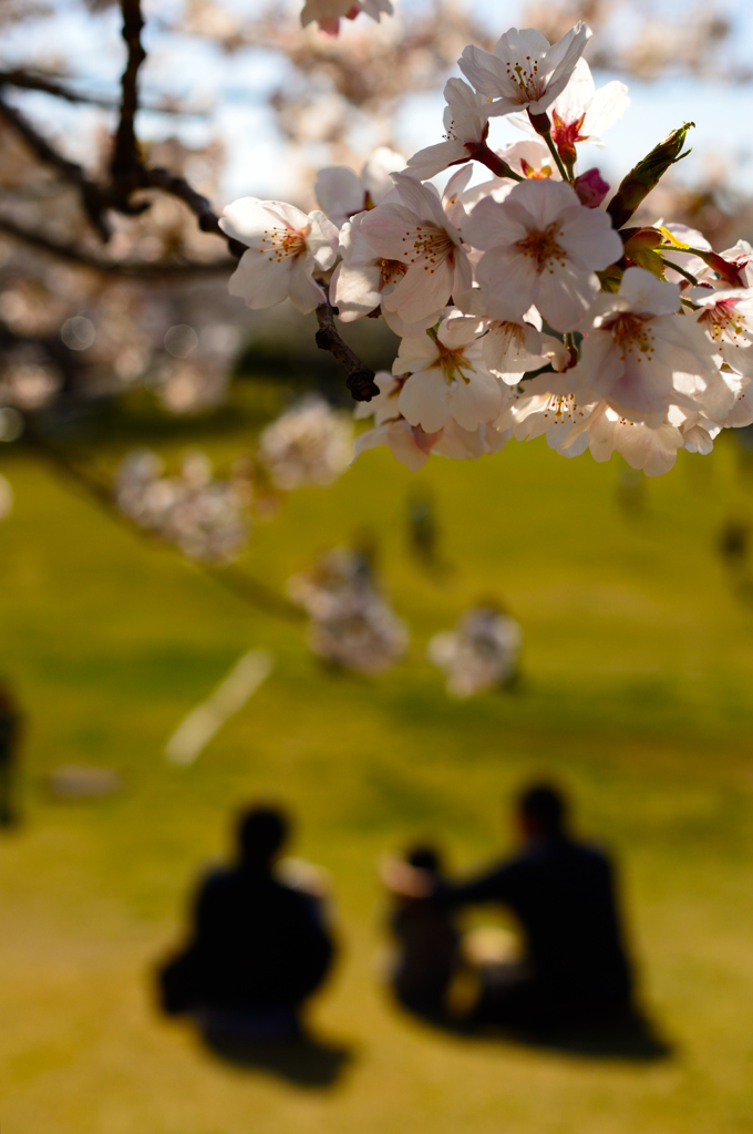家族で花見