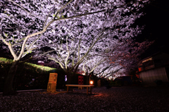 夜桜