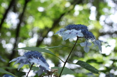 雨紫陽花