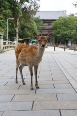 「東大寺の前ですが？なにか？」