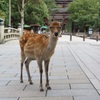 「東大寺の前ですが？なにか？」