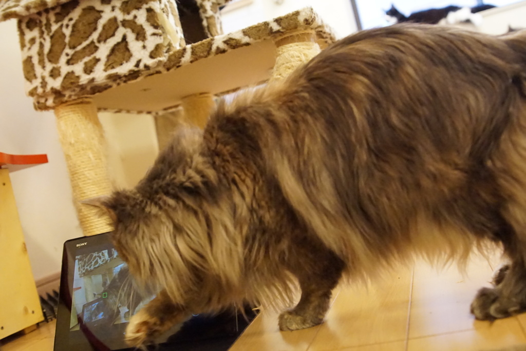 百列猫パンチ炸裂