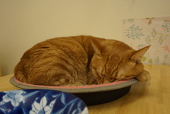 初めてのねこかふぇ