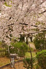 桜雨