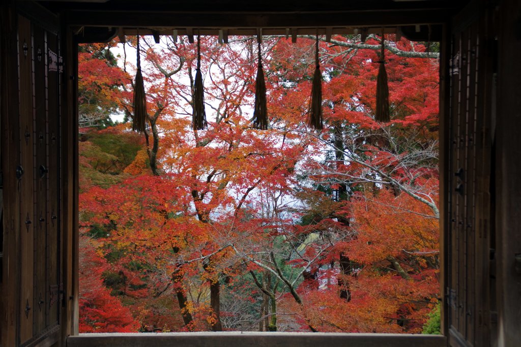 紅葉の眺め