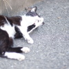 にゃごろん