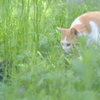 やあ！