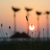 夕陽