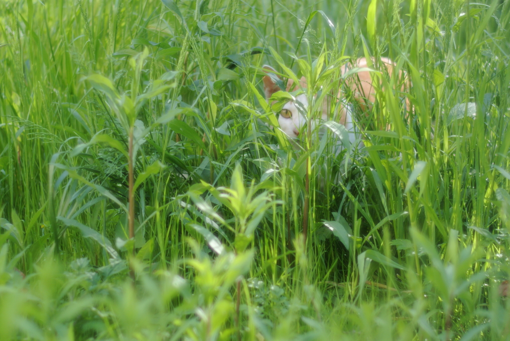 狙う