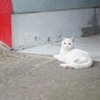 しろねこ