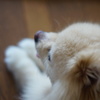 でこっぱち