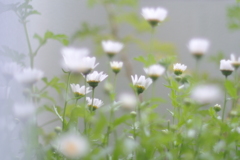 雨上がり