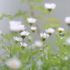 雨上がり