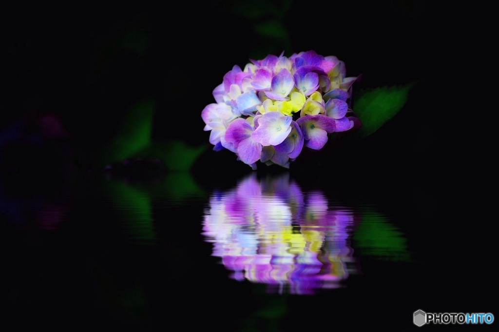 紫陽花