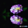 紫陽花