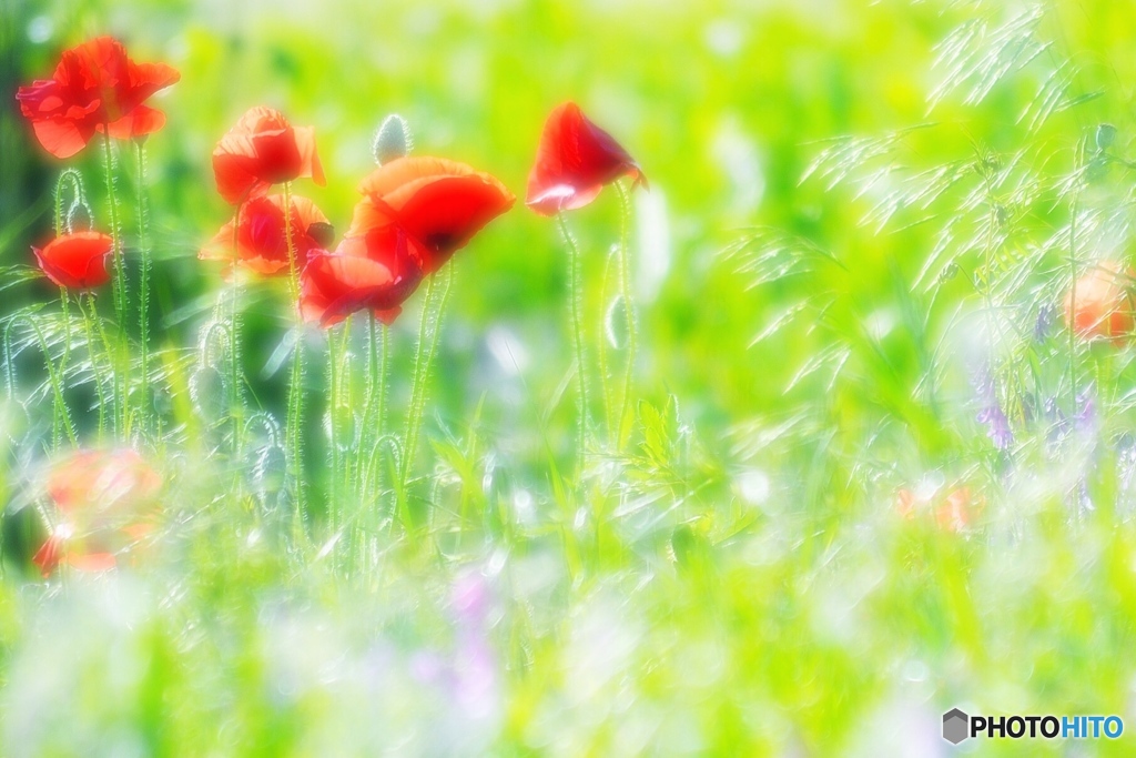 キラキラポピー畑