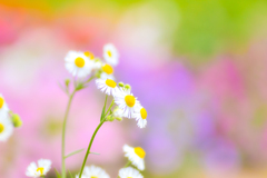 初夏の野花